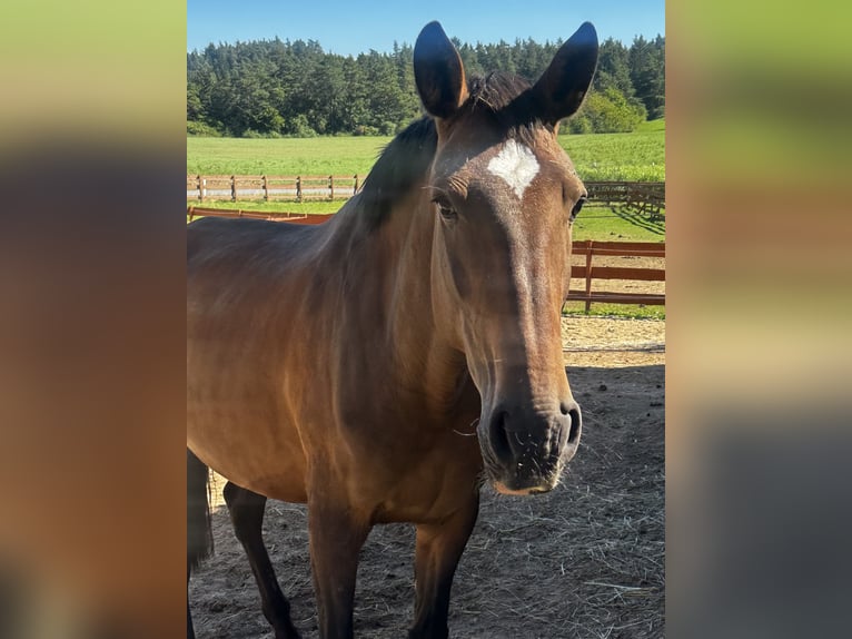 Lusitanos Yegua 6 años 168 cm Castaño in Gößweinstein