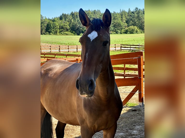 Lusitanos Yegua 6 años 168 cm Castaño in Gößweinstein