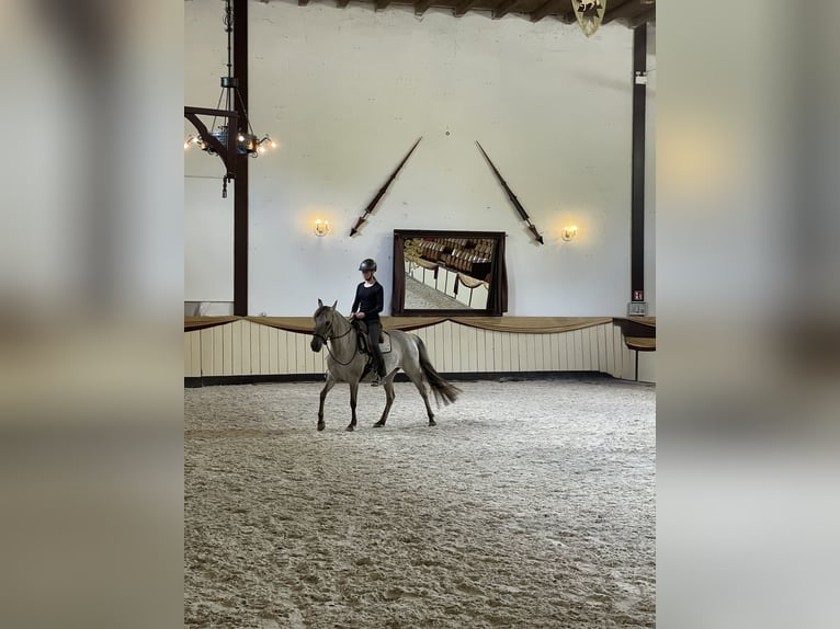 Lusitanos Mestizo Yegua 7 años 150 cm Bayo in Groß Grönau
