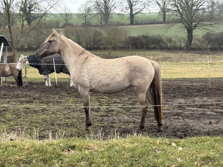 Lusitanos Mestizo Yegua 7 años 150 cm Bayo in Groß Grönau
