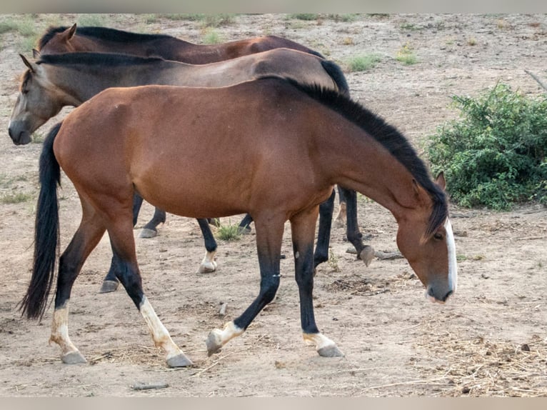 Lusitanos Yegua 7 años 152 cm Castaño in Cadriceira