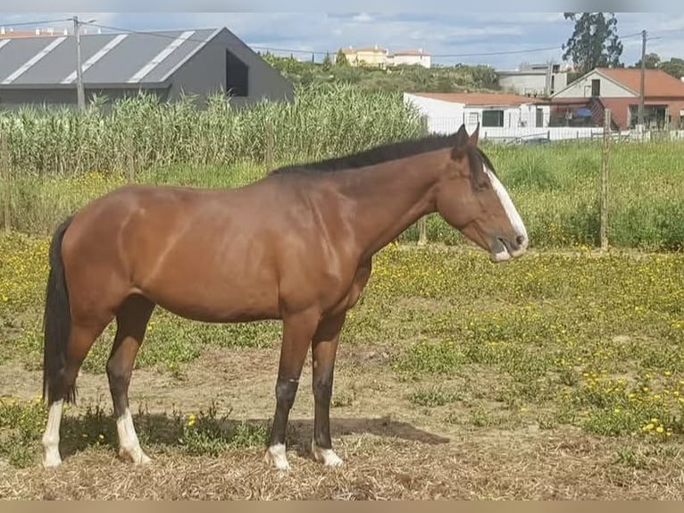 Lusitanos Yegua 7 años 152 cm Castaño in Cadriceira