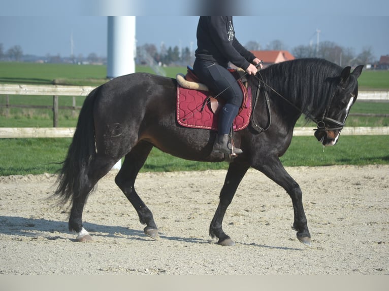 Lusitanos Yegua 7 años 157 cm Morcillo in Breda