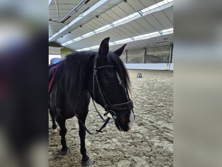 Lusitanos Yegua 7 años 157 cm Negro in Breda