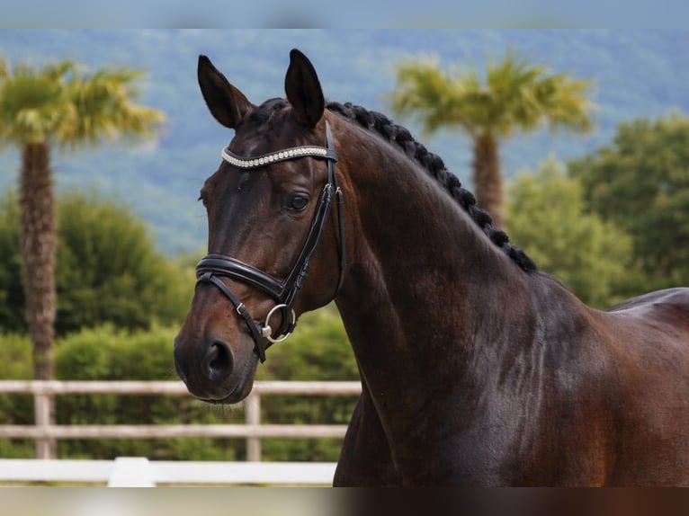 Lusitanos Yegua 7 años 160 cm Castaño oscuro in Plats