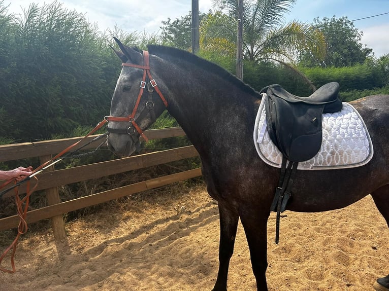 Lusitanos Yegua 7 años 160 cm Musgo in pera