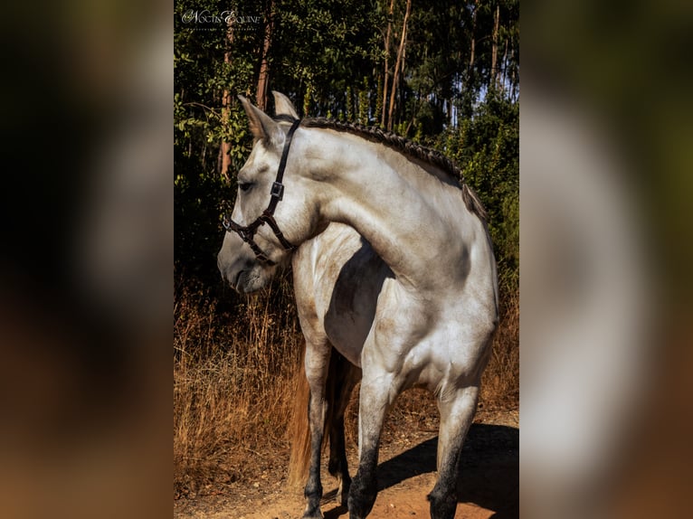 Lusitanos Yegua 7 años 161 cm Tordo ruano in S&#xE3;o Teot&#xF3;nio