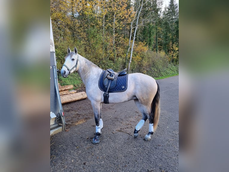 Lusitanos Yegua 7 años 165 cm Tordo in Courtedoux