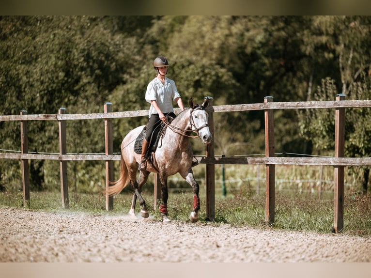 Lusitanos Yegua 7 años 170 cm Tordo in Lauchringen