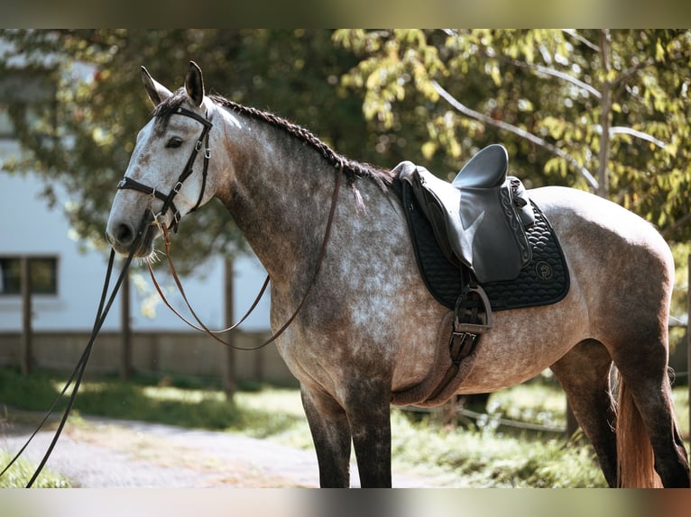 Lusitanos Yegua 7 años 170 cm Tordo in Lauchringen