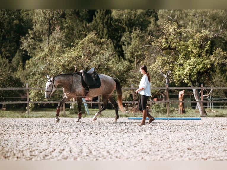 Lusitanos Yegua 7 años 170 cm Tordo in Lauchringen