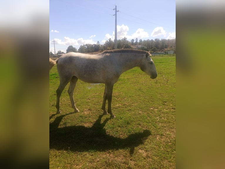 Lusitanos Yegua 7 años Tordo in Terlamonte