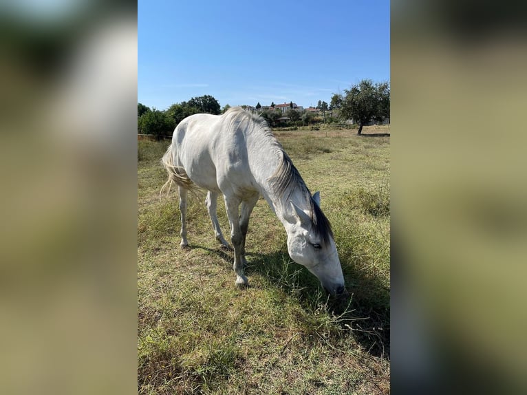 Lusitanos Yegua 7 años White/Blanco in Terlamonte