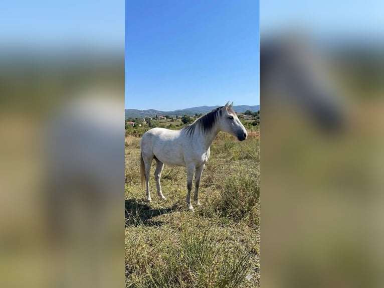 Lusitanos Yegua 7 años White/Blanco in Terlamonte