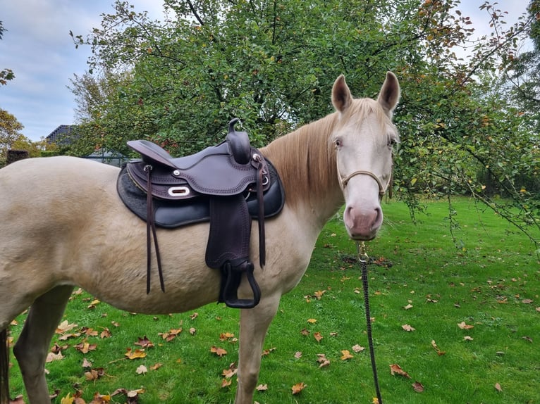 Lusitanos Yegua 8 años 150 cm Perlino in Zenderen