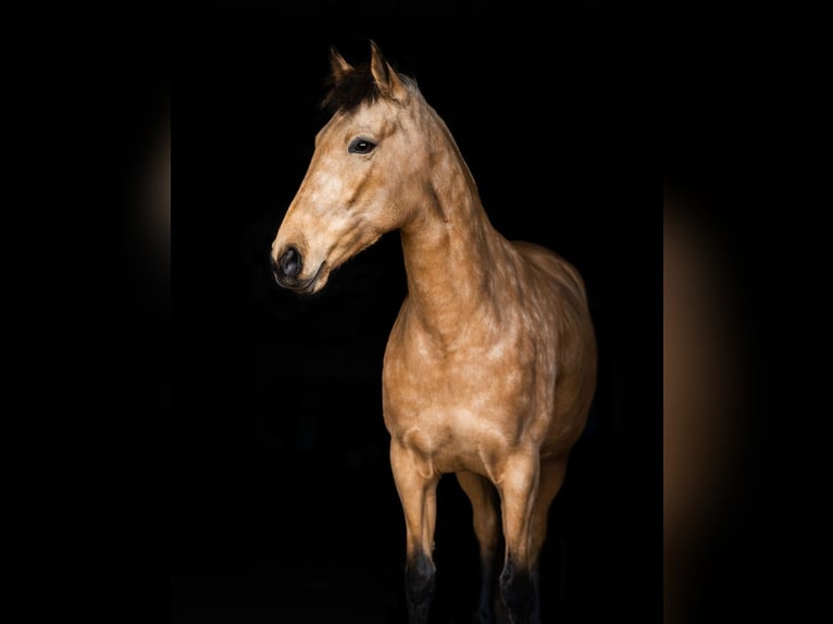 Lusitanos Yegua 8 años 154 cm Buckskin/Bayo in Ratzeburg