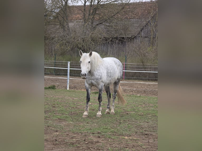 Lusitanos Mestizo Yegua 8 años 155 cm Tordo rodado in Eggendorf im Thale