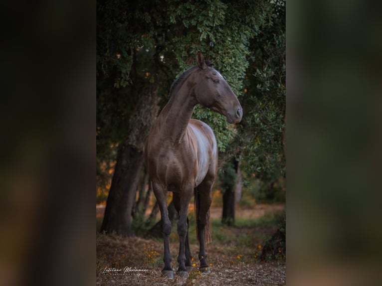 Lusitanos Yegua 8 años 157 cm Castaño oscuro in Rio Maior