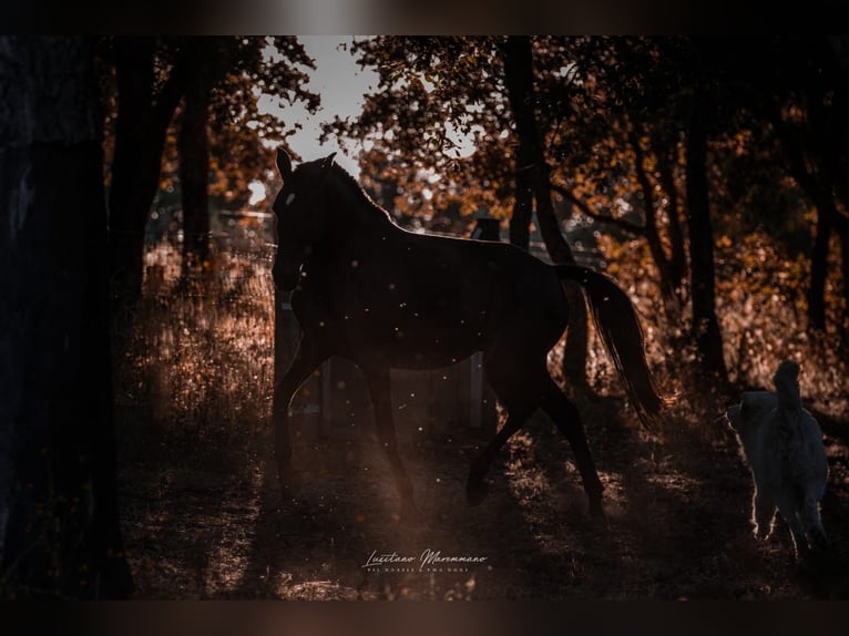 Lusitanos Yegua 8 años 157 cm Castaño oscuro in Rio Maior