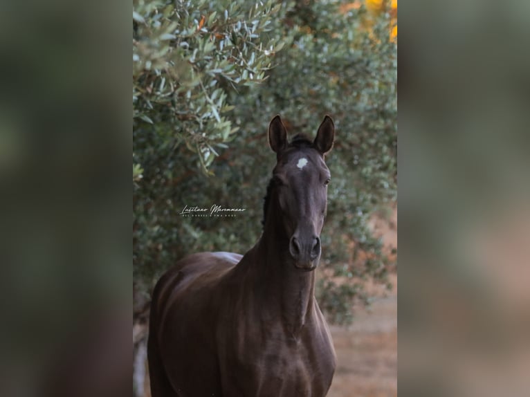 Lusitanos Yegua 8 años 157 cm Castaño oscuro in Rio Maior