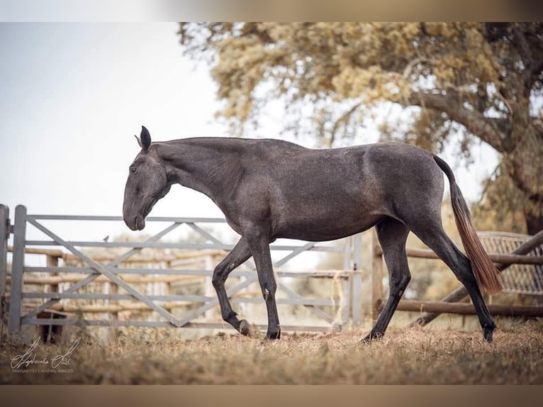 Lusitanos Yegua 8 años 159 cm Tordo picazo in Postfeld