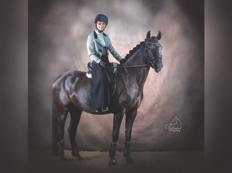 Lusitanos Yegua 8 años 160 cm Negro in Bredene
