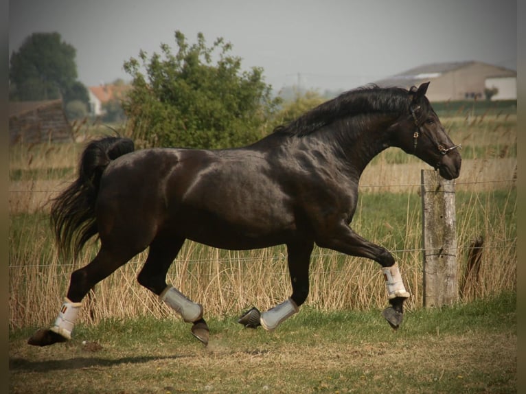 Lusitanos Yegua 8 años 160 cm Negro in Bredene