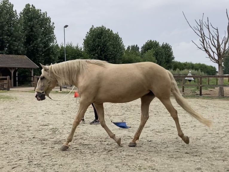 Lusitanos Yegua 8 años 161 cm Palomino in Nieuw-Vennep