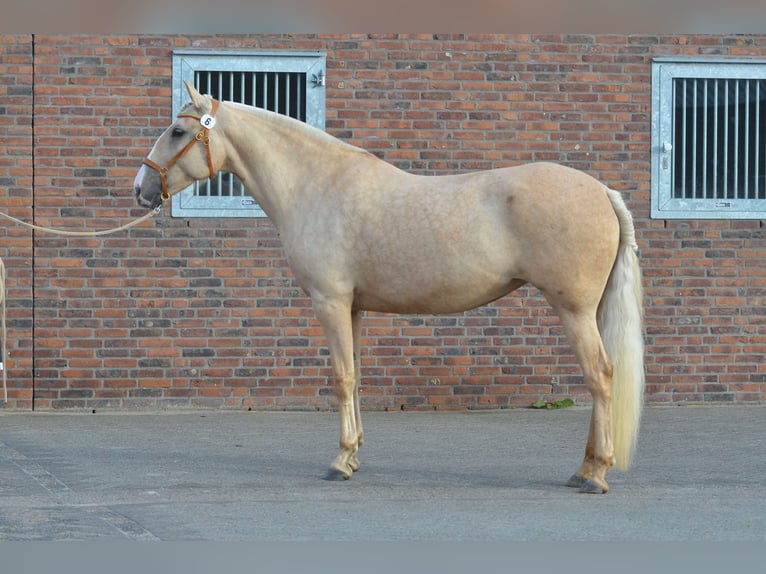 Lusitanos Yegua 8 años 161 cm Palomino in Nieuw-Vennep
