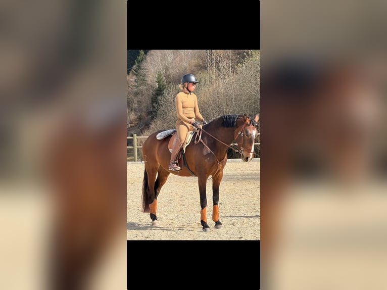 Lusitanos Yegua 8 años 164 cm Castaño in Leogang Lusitanos Yegua 8 años 164 cm Castaño in Leogang
