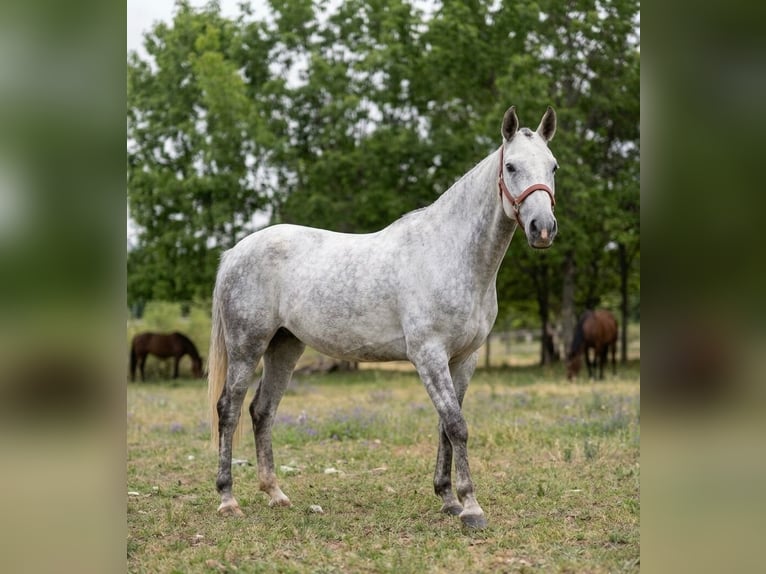 Lusitanos Yegua 8 años White/Blanco in Teixoso