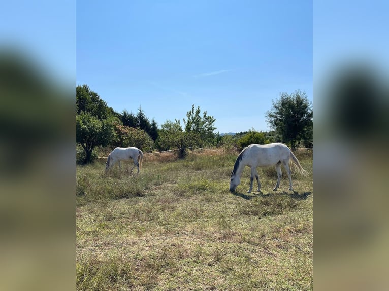 Lusitanos Yegua 8 años White/Blanco in Teixoso