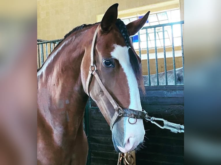 Lusitanos Yegua 9 años 153 cm Castaño in Caldas da Rainha