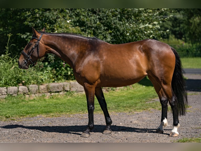 Lusitanos Yegua 9 años 155 cm Castaño oscuro in Zakupy