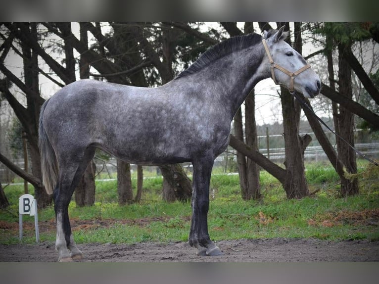 Lusitanos Yegua 9 años 155 cm Tordo rodado in Herm