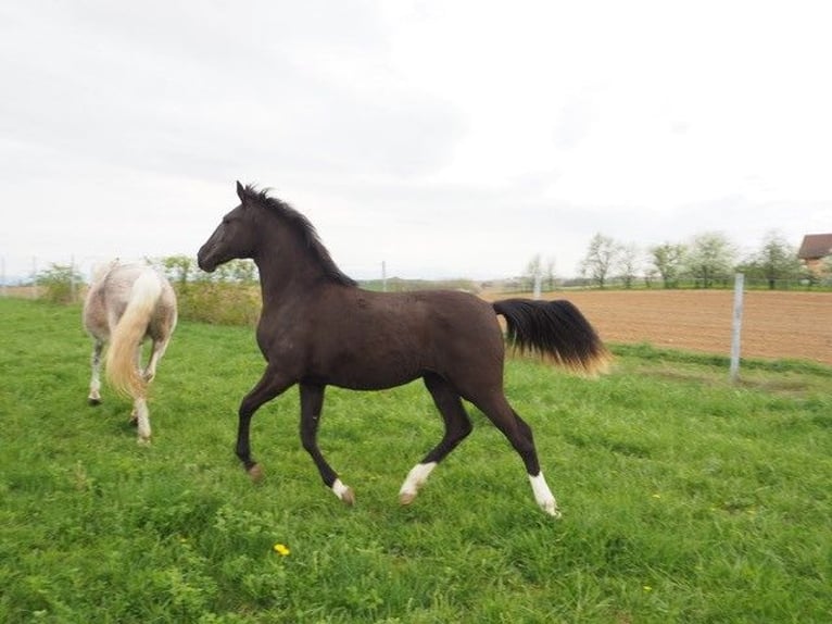 Lusitanos Yegua 9 años 156 cm Negro in SIEGEN
