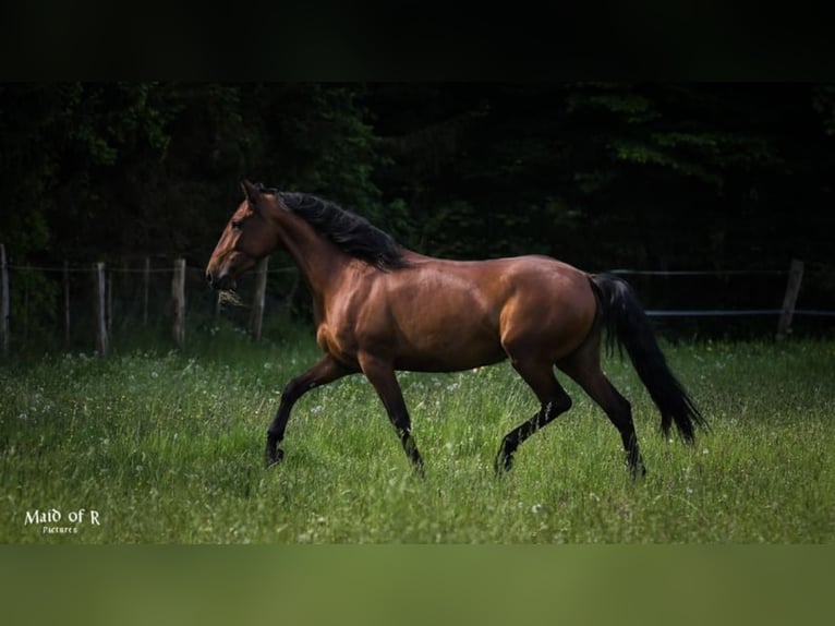 Lusitanos Yegua 9 años 158 cm Castaño in Kiel