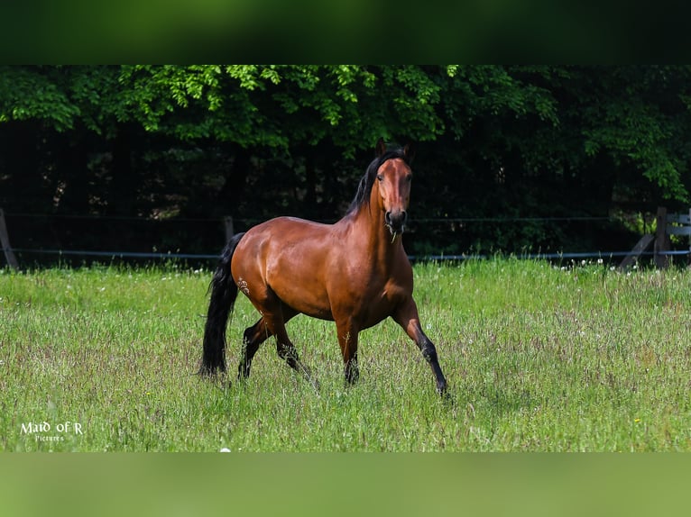 Lusitanos Yegua 9 años 158 cm Castaño in Kiel