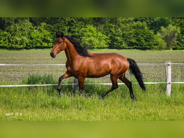 Lusitanos Yegua 9 años 158 cm Castaño in Kiel