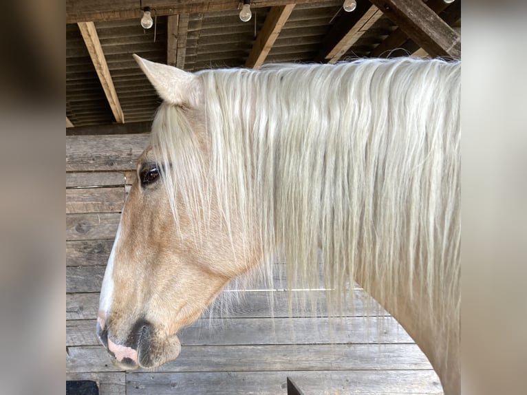 Lusitanos Yegua 9 años 161 cm Palomino in Nieuw-Vennep