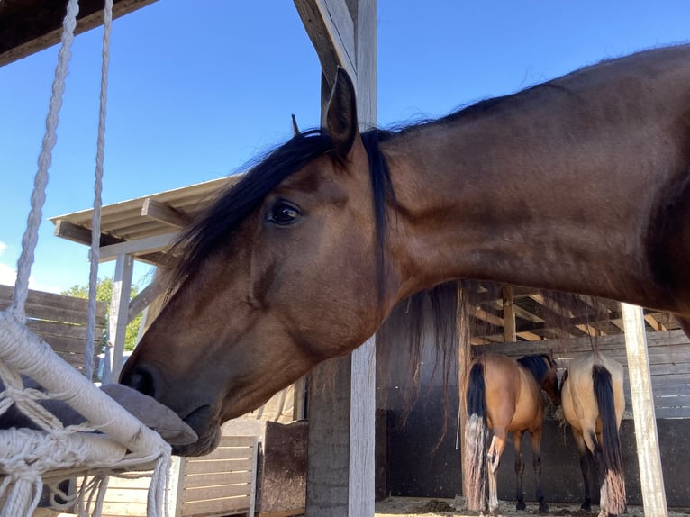 Lusitanos Yegua 9 años 161 cm Palomino in Nieuw-Vennep