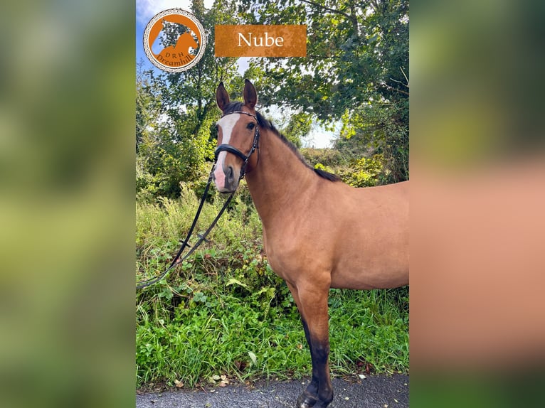 Lusitanos Yegua 9 años 164 cm Castaño claro in Loughrea