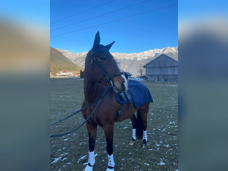 Lusitanos Yegua 9 años 164 cm Castaño in Leogang