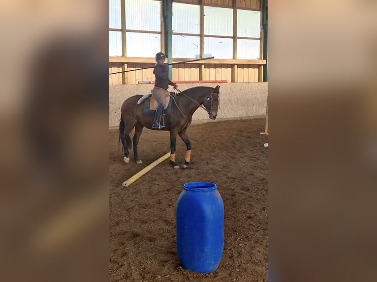 Lusitanos Yegua 9 años 164 cm Castaño in Leogang