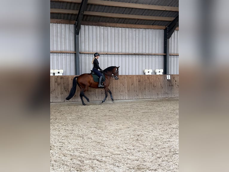 Lusitanos Yegua 9 años 165 cm Castaño in Bergen op Zoom