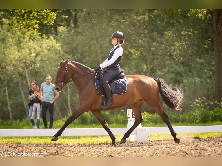 Lusitanos Yegua 9 años 165 cm Castaño in Bergen op Zoom