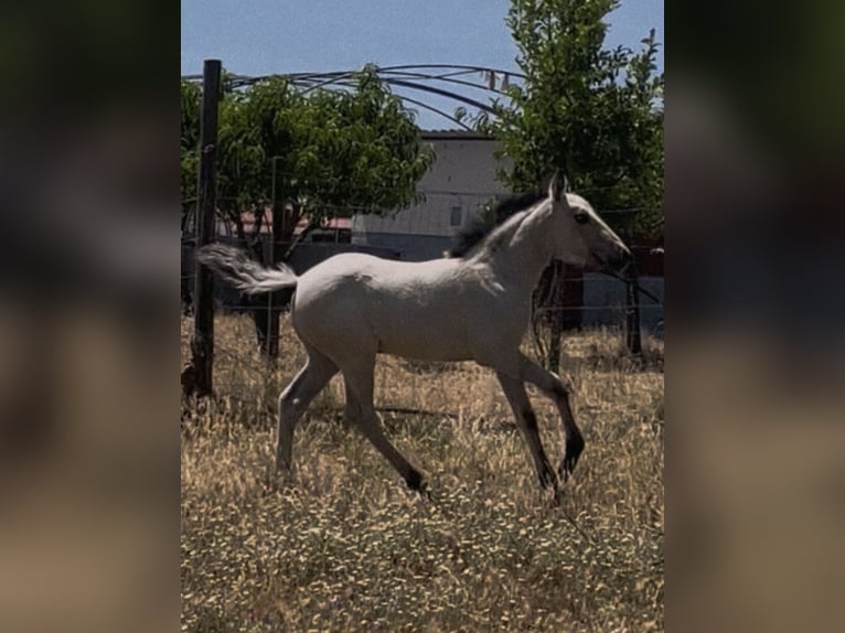 Lusitanos Mestizo Yegua Potro (04/2026) 110 cm Castaño rojizo in Alentejo vendas novas