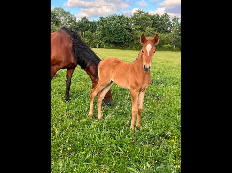 Lusitanos Yegua Potro (05/2026) 130 cm Alazán in Sucé sur Erdre