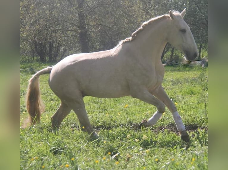 Lusitanos Yegua Potro (05/2026) 130 cm Alazán in Sucé sur Erdre