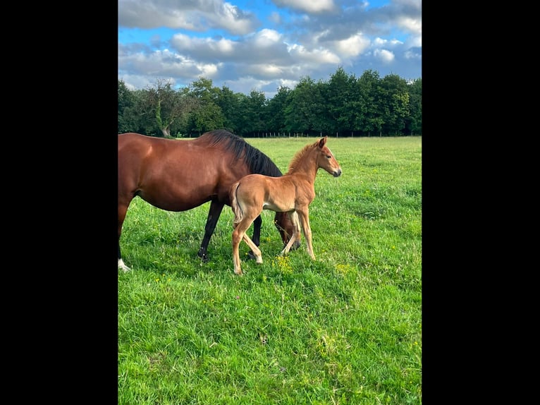Lusitanos Yegua Potro (05/2026) 130 cm Alazán in Sucé sur Erdre